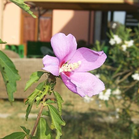 Agriturismo La Nocciolina 宛图里那 外观 照片