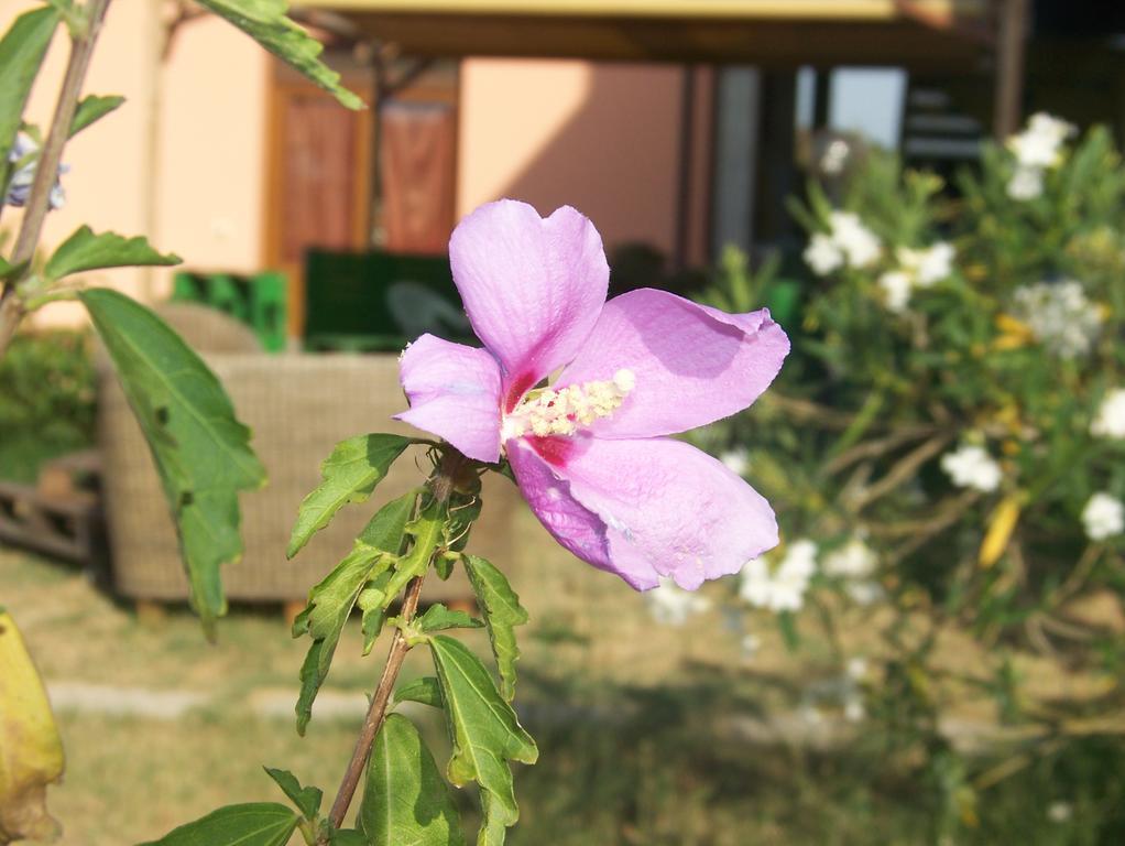 Agriturismo La Nocciolina 宛图里那 外观 照片